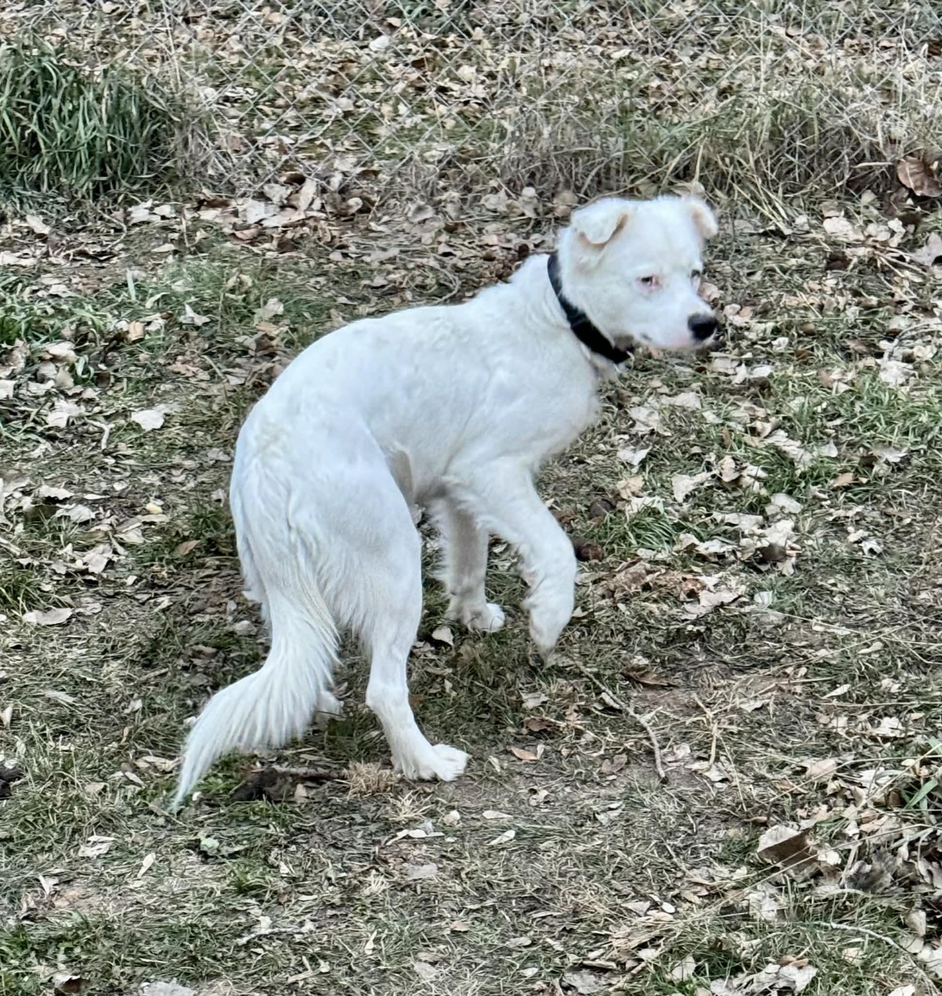 Lola, Adoptable, Adult Female Mixed Breed.