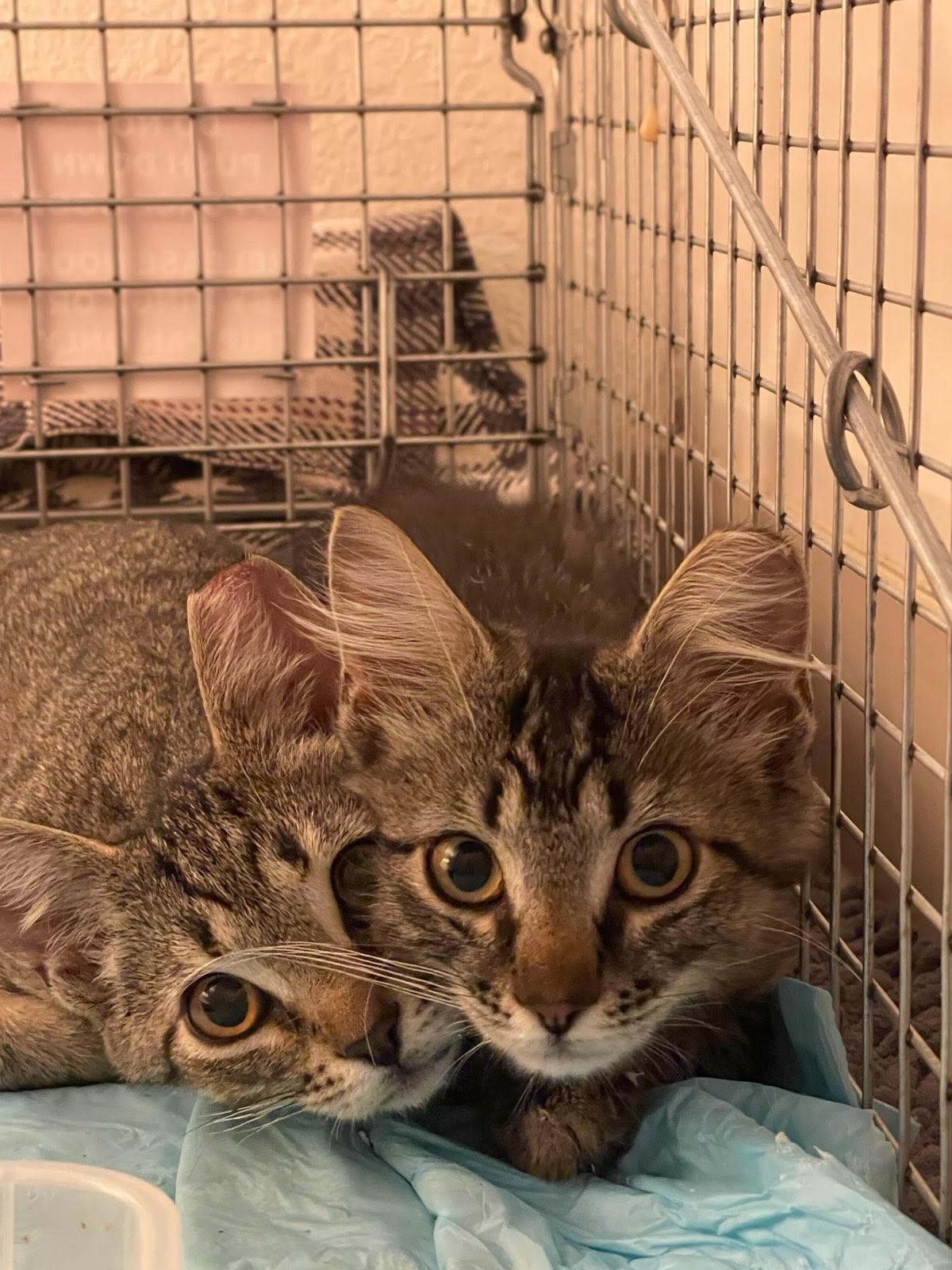 Spritz, a Adoptable Domestic Short Hair in Davis, CA image 2/4