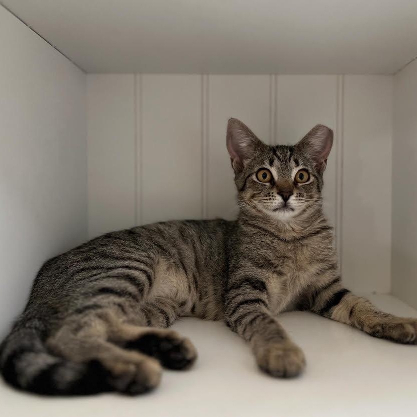 Spritz, a Adoptable Domestic Short Hair in Davis, CA image 3/4