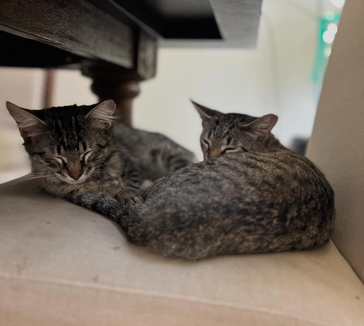 Spritz, a Adoptable Domestic Short Hair in Davis, CA image 4/4