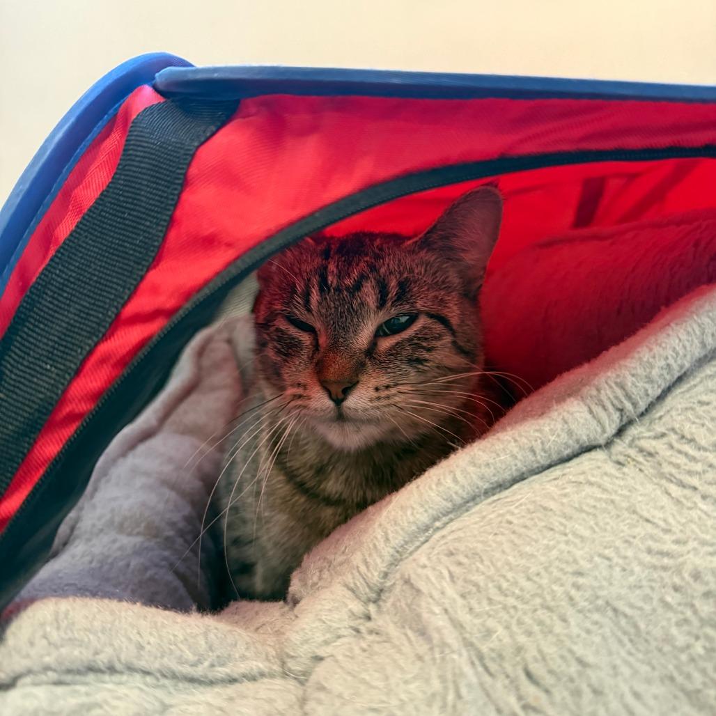 Daphne, Adoptable, Adult Female Domestic Short Hair.