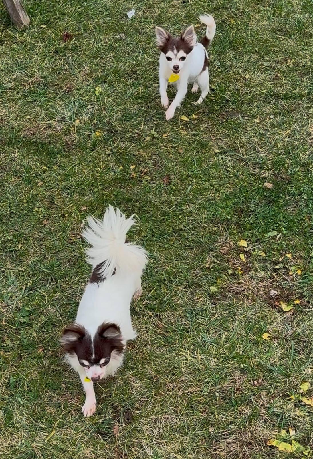 Patty & Tilly, an adoptable Chihuahua in Chilton, WI image 5/5