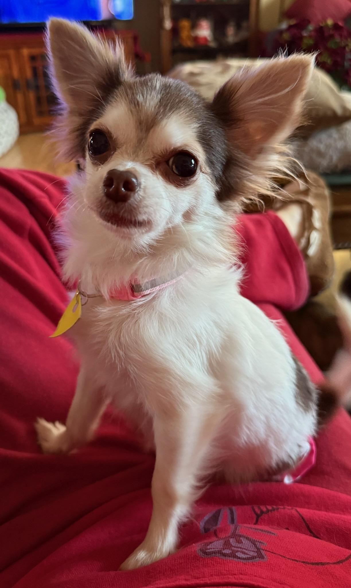 Patty & Tilly, an adoptable Chihuahua in Chilton, WI image 4/5