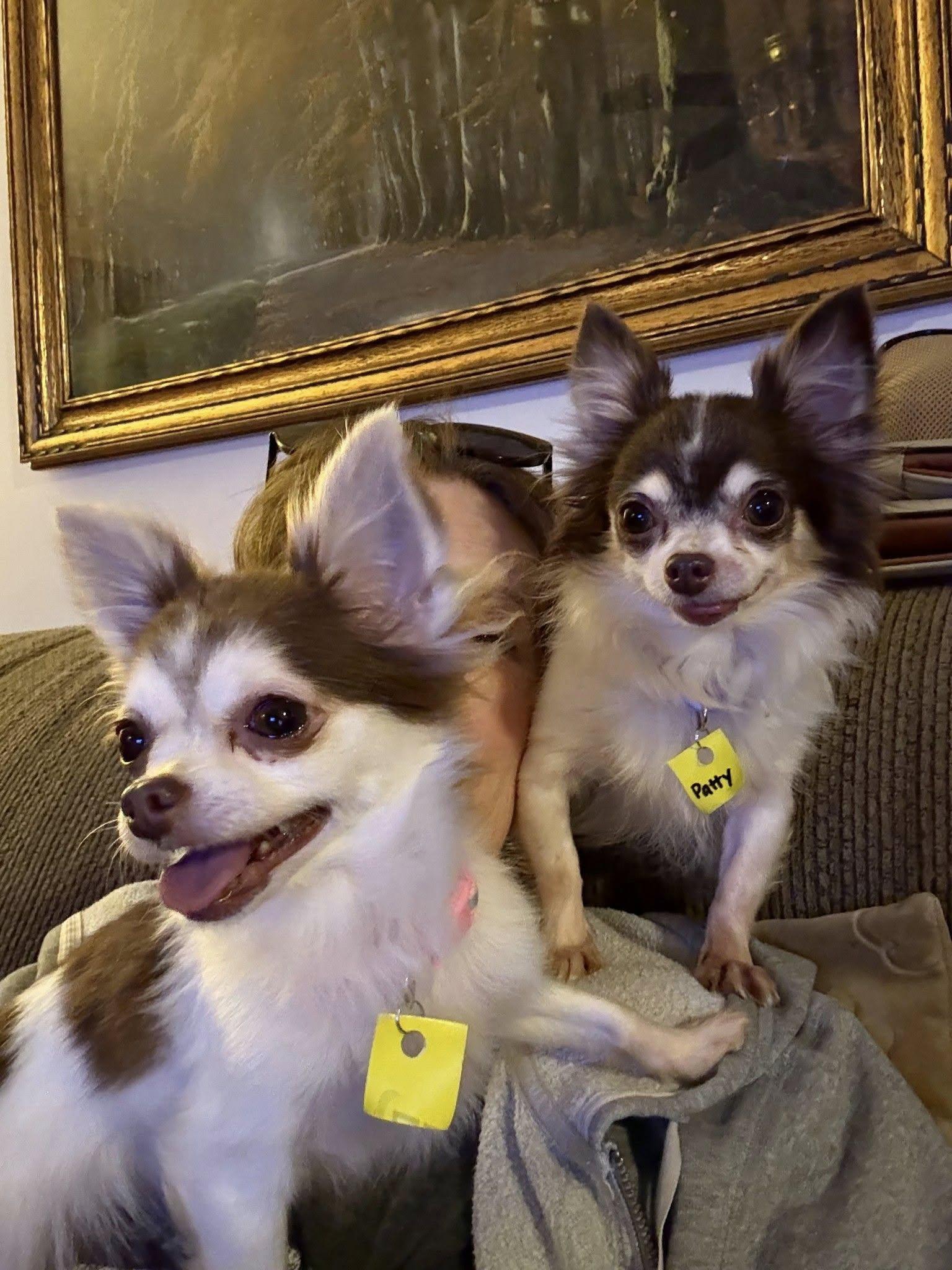 Patty & Tilly, an adoptable Chihuahua in Chilton, WI image 3/5