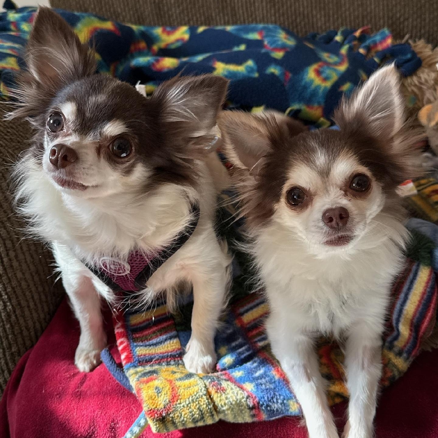 Patty & Tilly, adoptable, Adult Female Chihuahua.