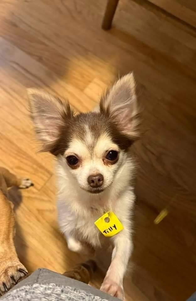 Patty & Tilly, an adoptable Chihuahua in Chilton, WI image 2/5