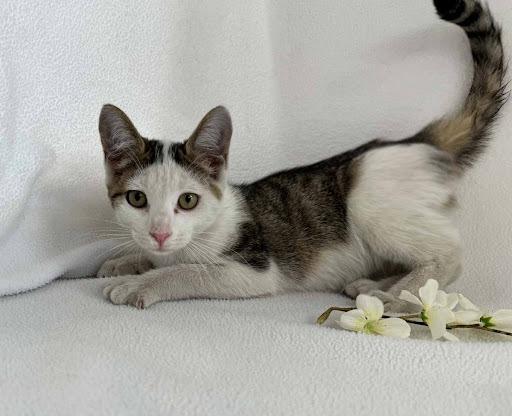 Bikini, Adoptable, Kitten Female Domestic Short Hair.