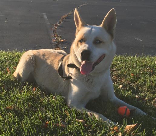 Enlarge Julius, a ADOPTABLE mixed breed in Woodland, CA image 1/1