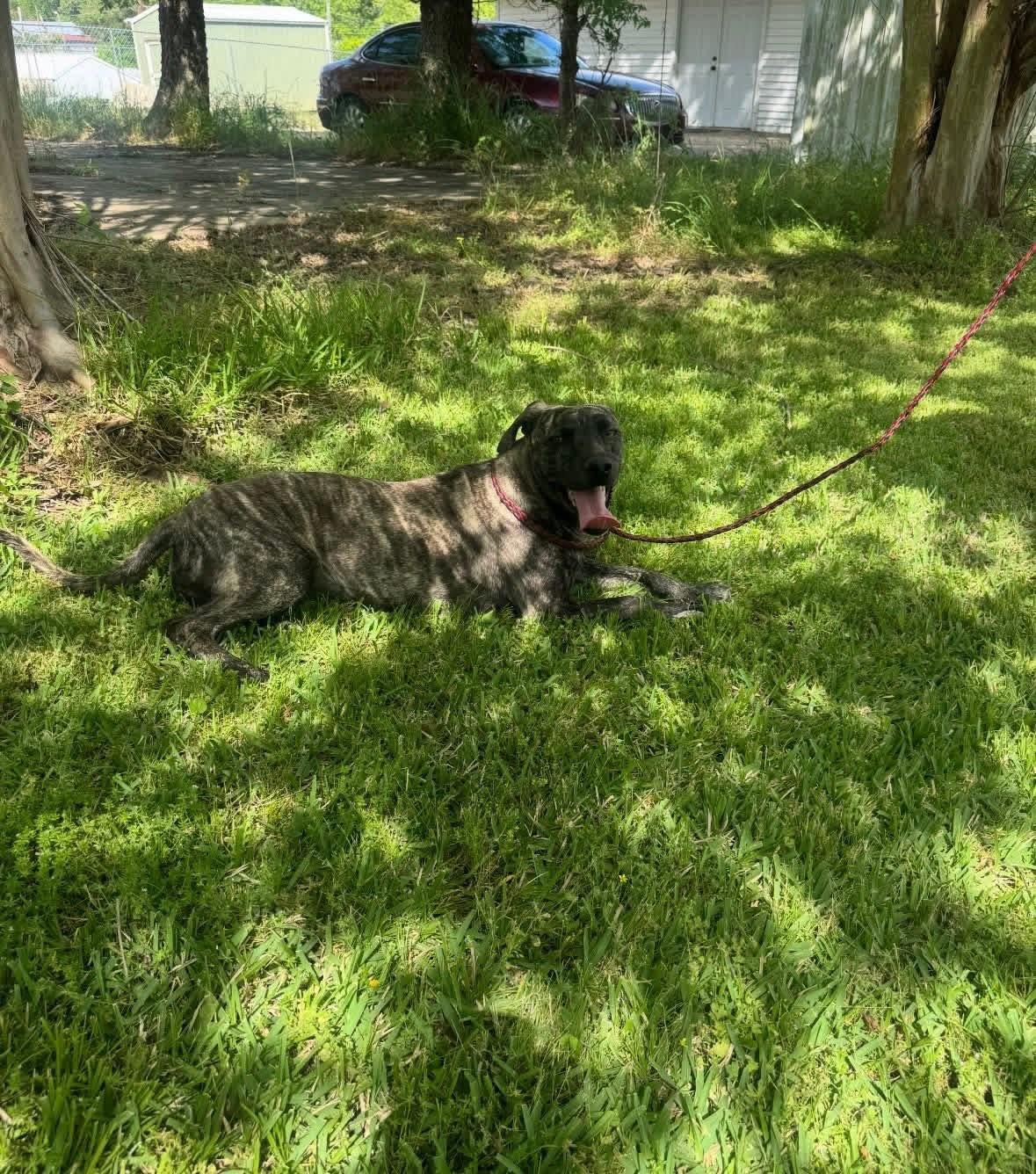 Enlarge Foster Emma!, a ADOPTABLE mixed breed in Oswego, IL image 2/3