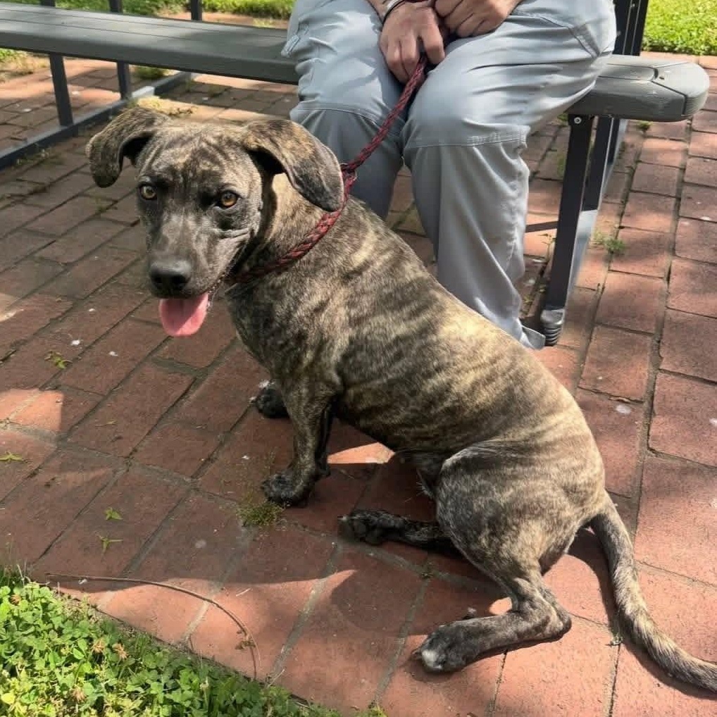 Foster Emma!, ADOPTABLE, Adult Female Plott Hound.