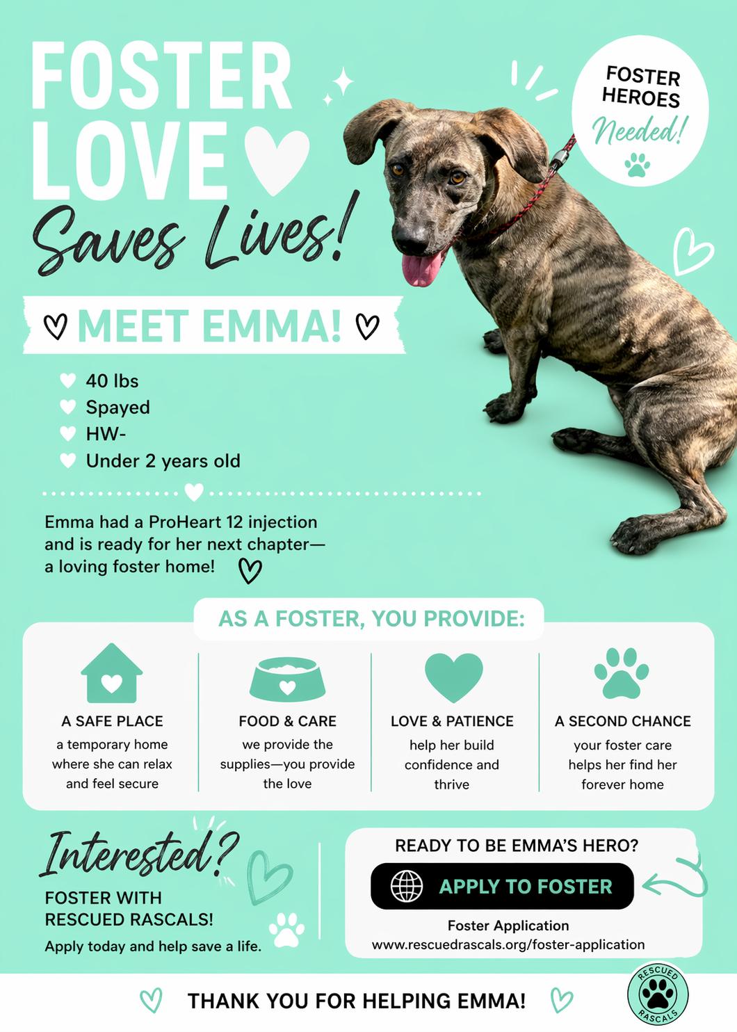 Enlarge Foster Emma!, a ADOPTABLE mixed breed in Oswego, IL image 3/3
