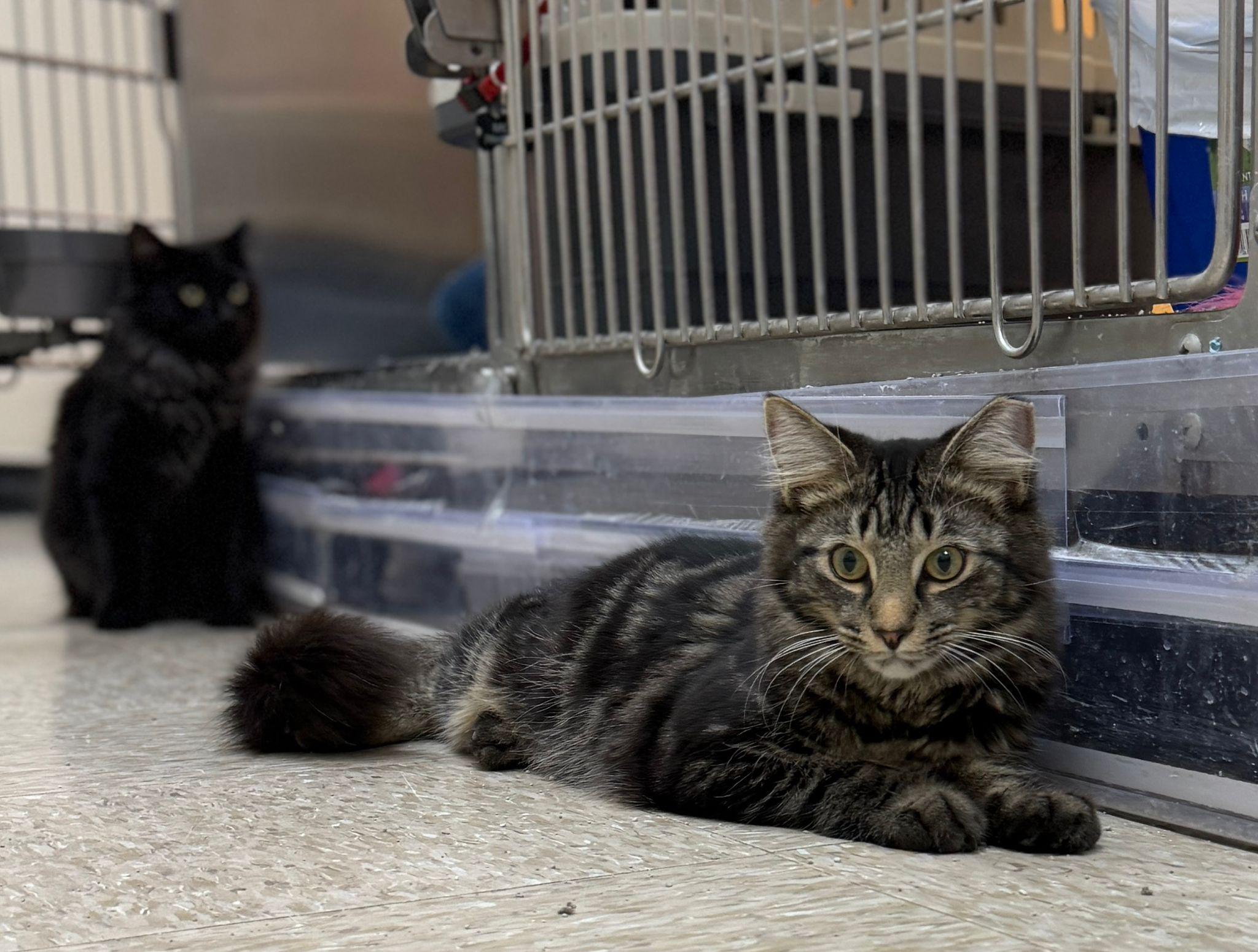 Aeron, a ADOPTABLE Tabby in Miami, FL image 1/2