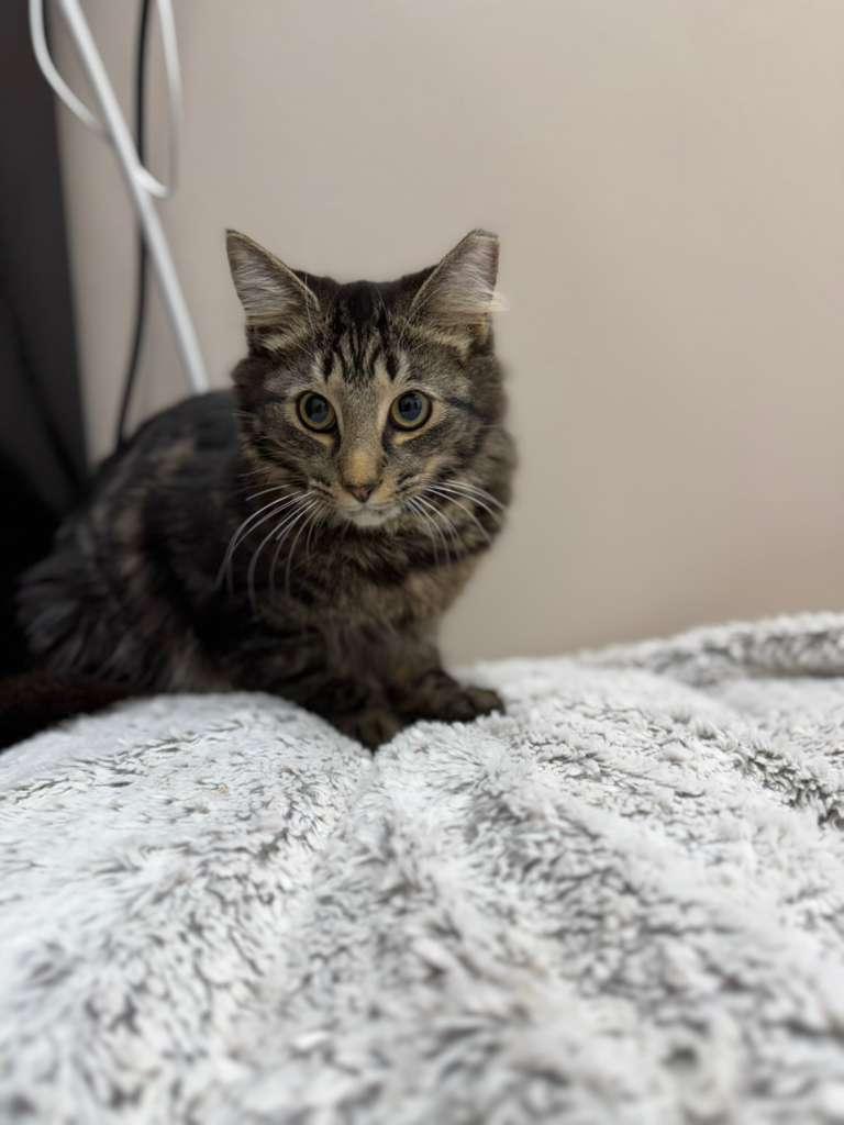 Aeron, a ADOPTABLE Tabby in Miami, FL image 2/2