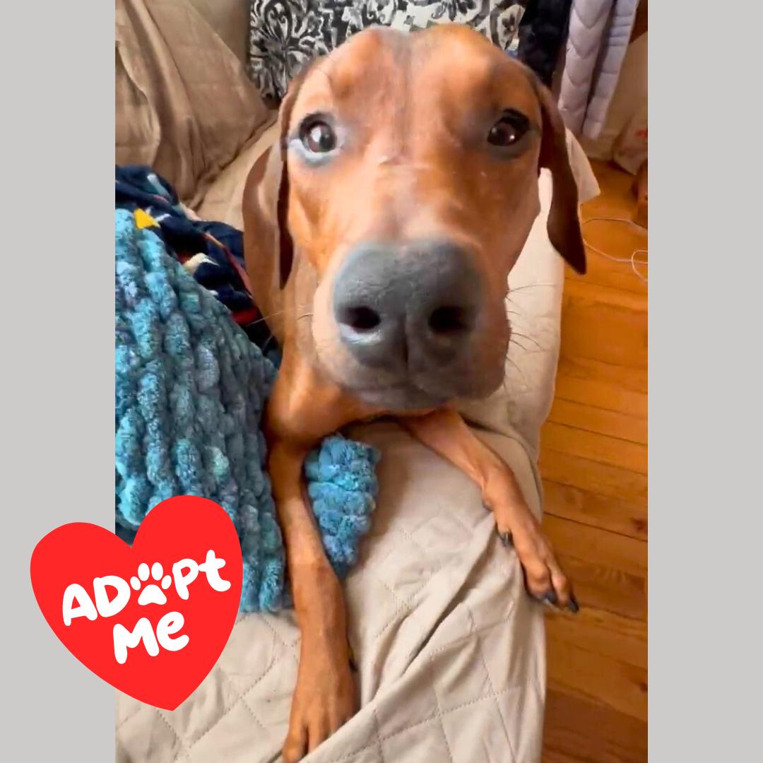 Enlarge Starburst, a ADOPTABLE Coonhound in New York, NY image 2/6