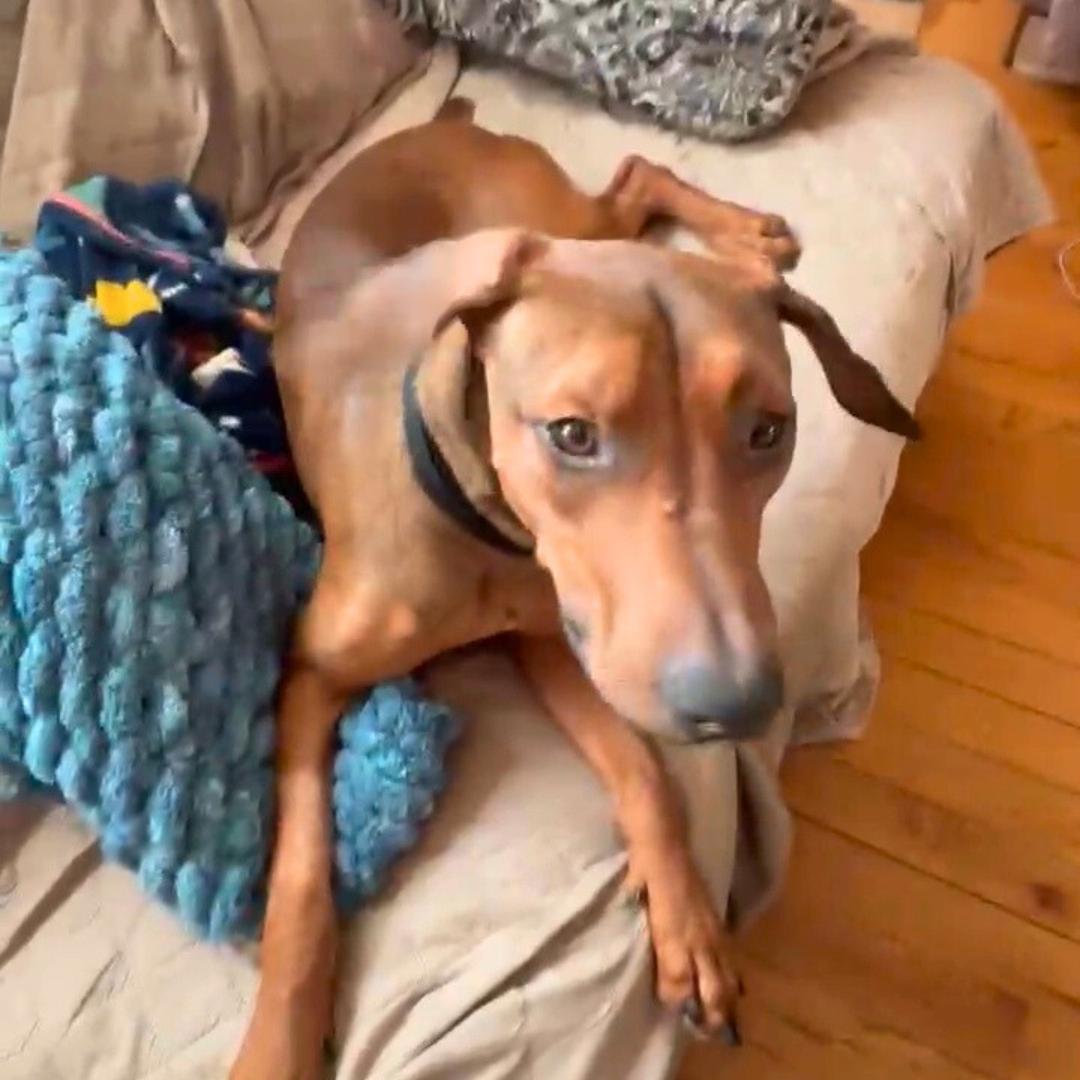 Enlarge Starburst, a ADOPTABLE Coonhound in New York, NY image 6/6