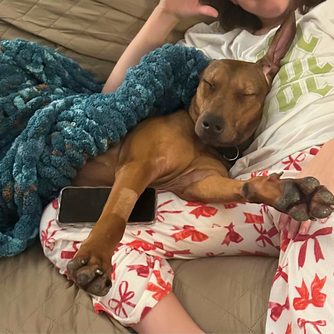 Enlarge Starburst, a ADOPTABLE Coonhound in New York, NY image 5/6