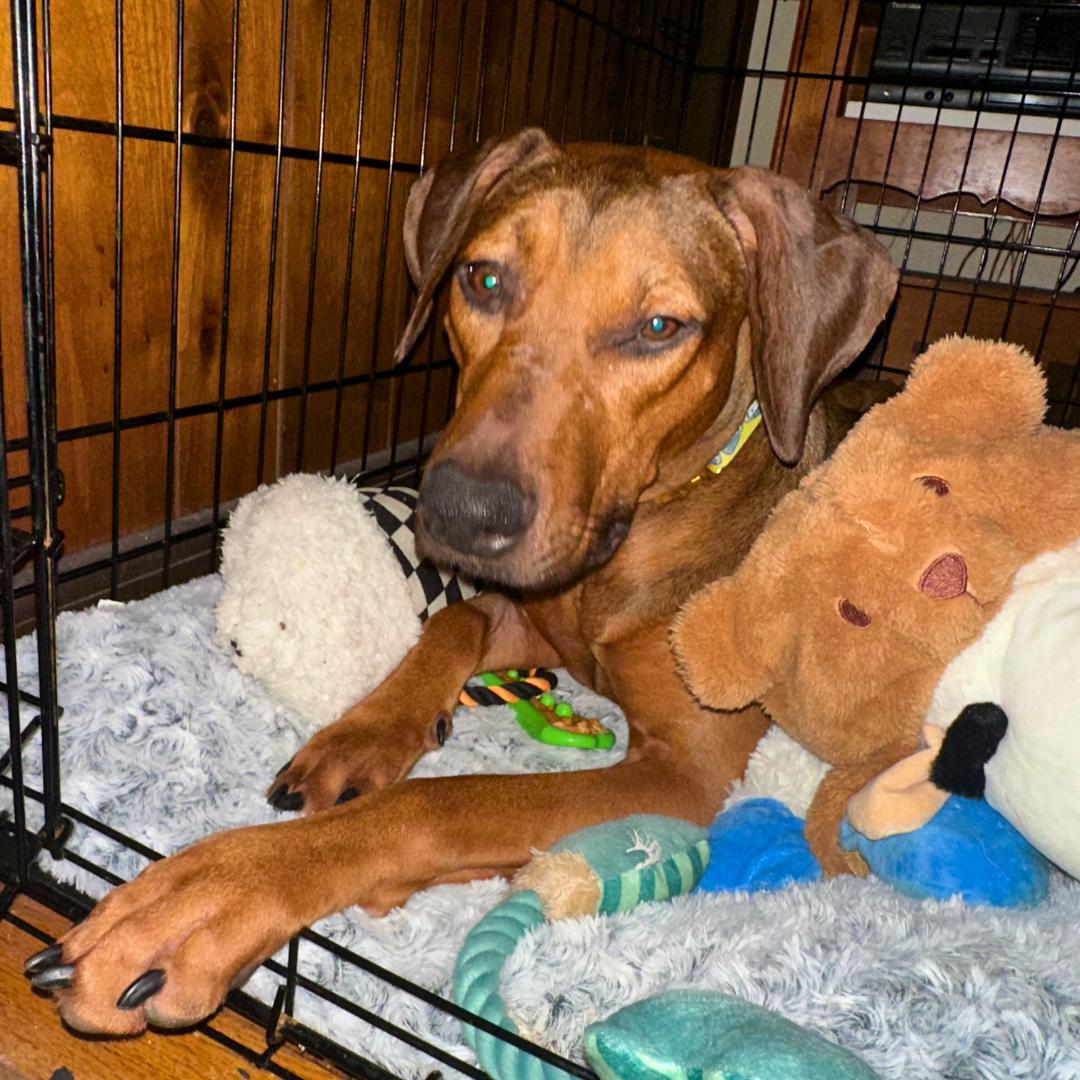 Enlarge Starburst, a ADOPTABLE Coonhound in New York, NY image 4/6