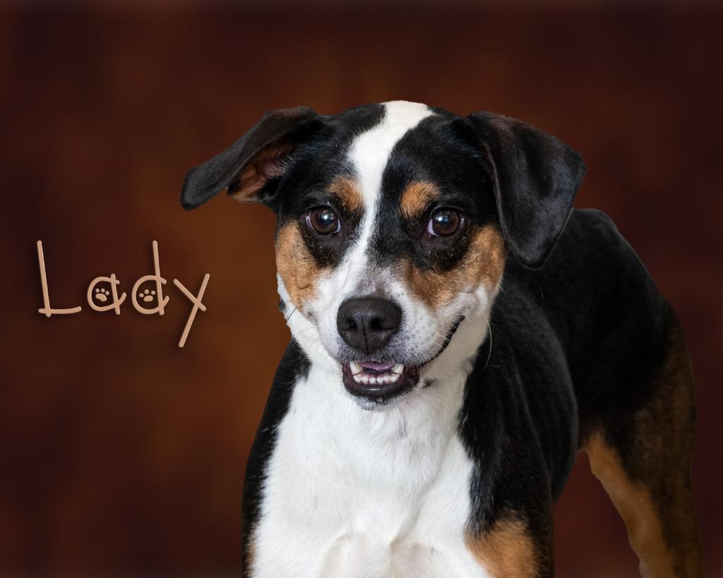 Lady, ADOPTABLE, Adult Female Hound.
