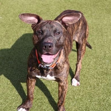 Enlarge Doofenschmirtz, a ADOPTABLE Mixed Breed in Athens, GA image 1/3