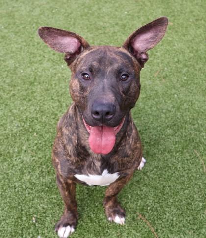 Enlarge Doofenschmirtz, a ADOPTABLE Mixed Breed in Athens, GA image 2/3