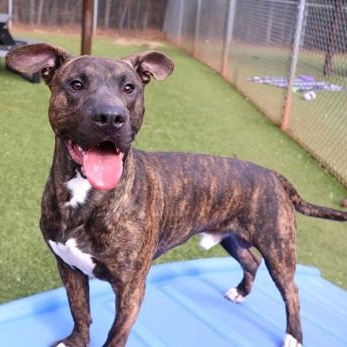 Enlarge Doofenschmirtz, a ADOPTABLE Mixed Breed in Athens, GA image 3/3