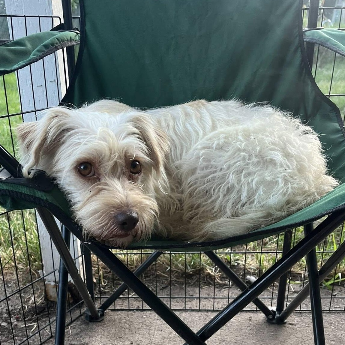 Teagan, Adult Female Terrier