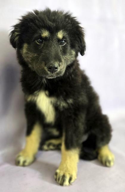 Bear, Adoptable, Puppy Female German Shepherd Dog & Great Pyrenees.