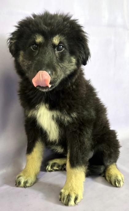 Enlarge Bear, a Adoptable mixed breed in Morton Grove, IL image 2/3