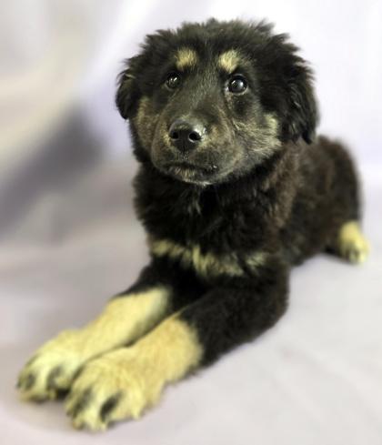 Enlarge Bear, a Adoptable mixed breed in Morton Grove, IL image 3/3