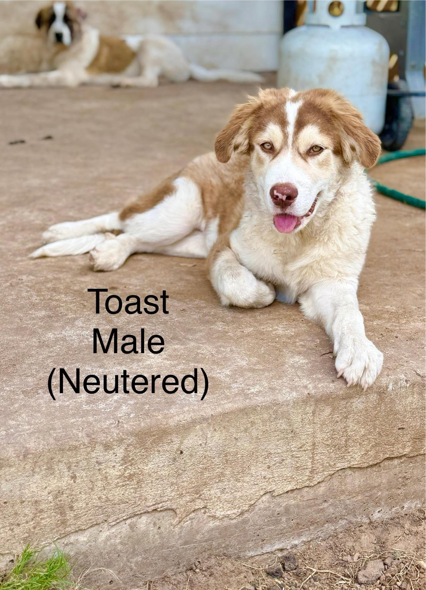 Toast the Australian Shepherd Mix