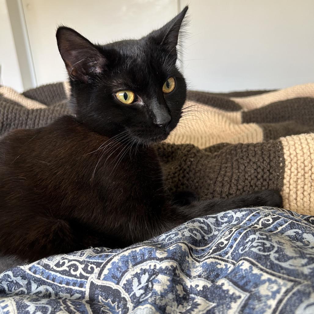 Enlarge Licorice, a Adoptable Domestic Short Hair in Tustin, CA image 2/2