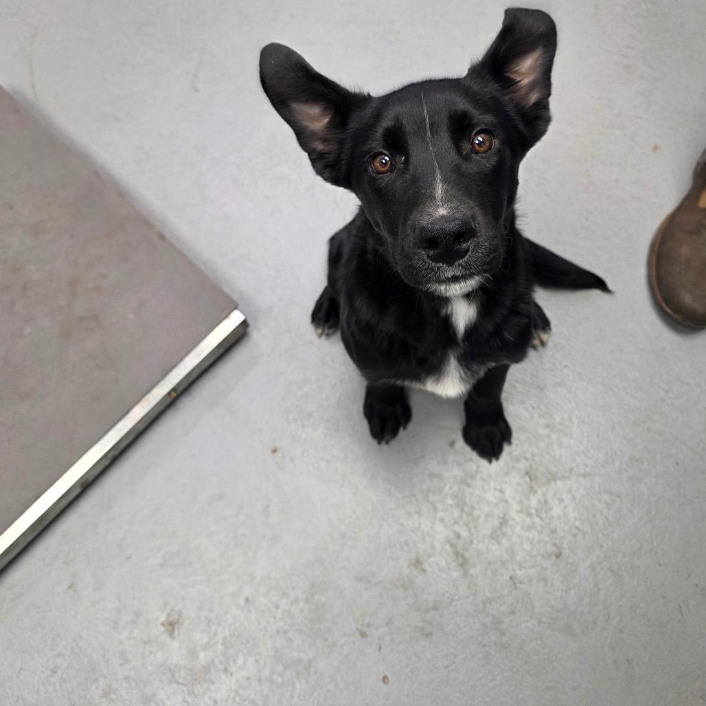 Killian, Adoptable, Young Male Mixed Breed.