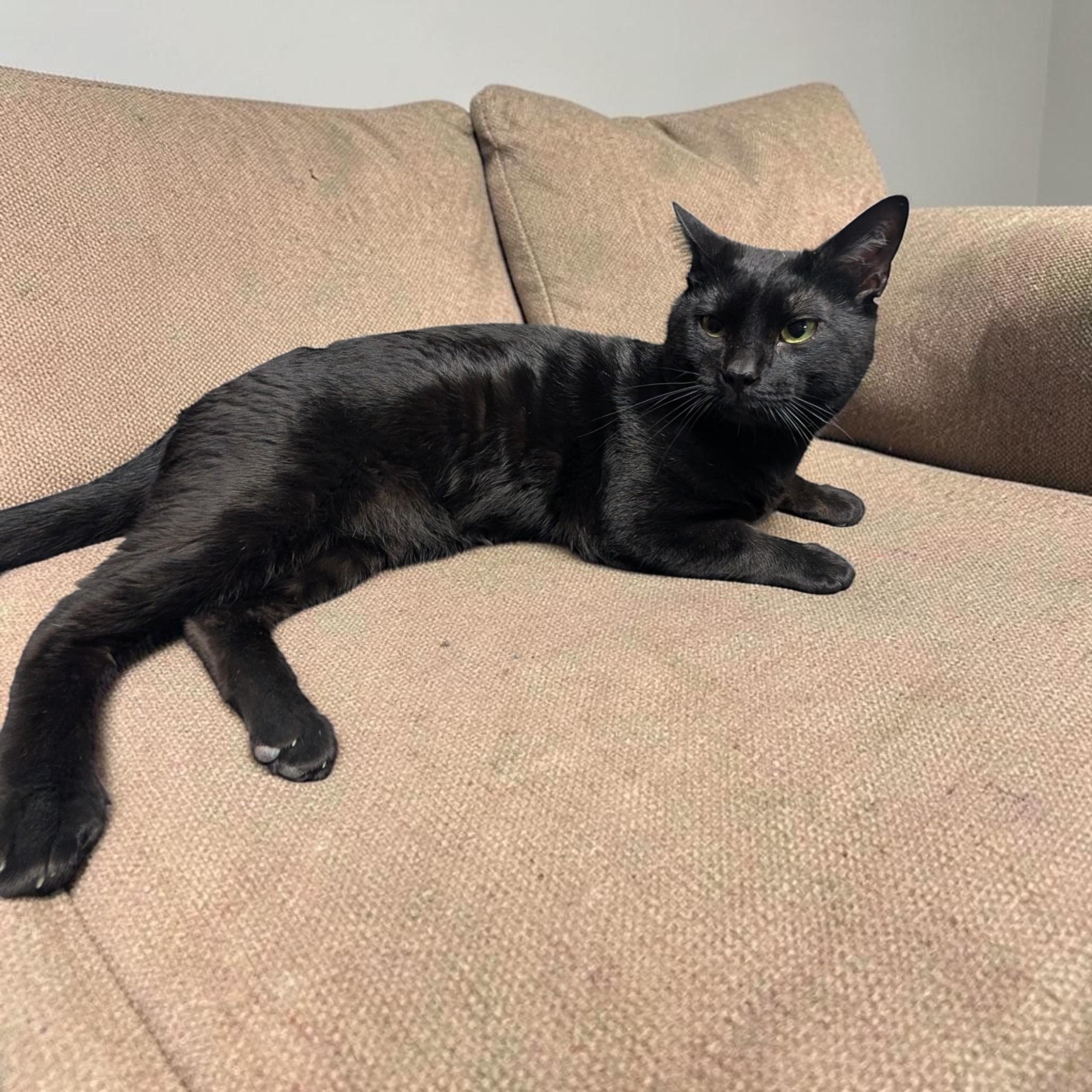 Enlarge Ozzy (Bonded to Bowie), a Adoptable mixed breed in Lexington, VA image 3/4