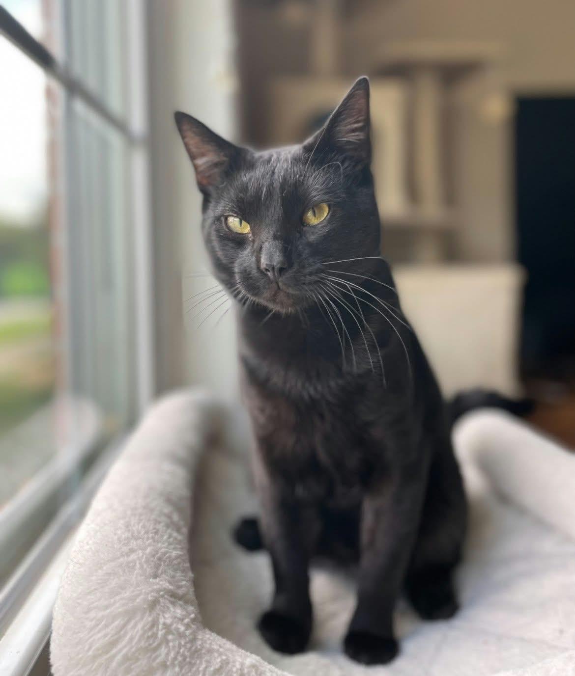 Enlarge Ozzy (Bonded to Bowie), a Adoptable mixed breed in Lexington, VA image 1/4