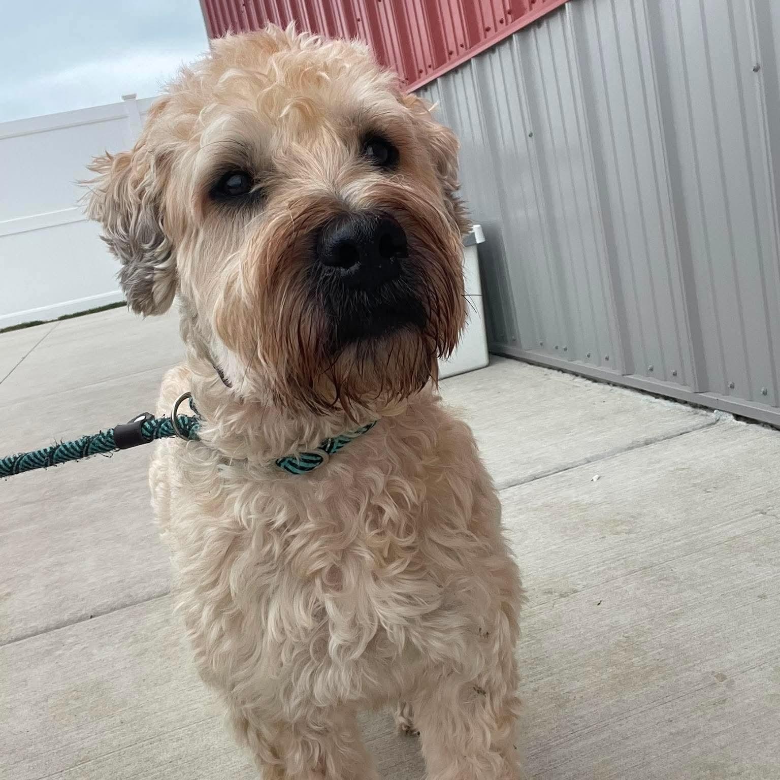 Enlarge Sugar, a ADOPTABLE Wheaten Terrier in Minooka, IL image 5/5