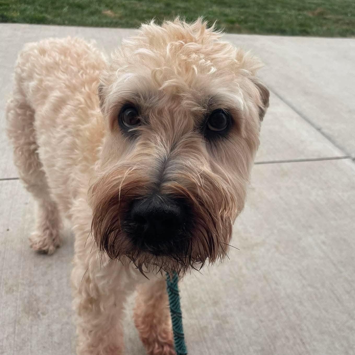 Enlarge Sugar, a ADOPTABLE Wheaten Terrier in Minooka, IL image 4/5