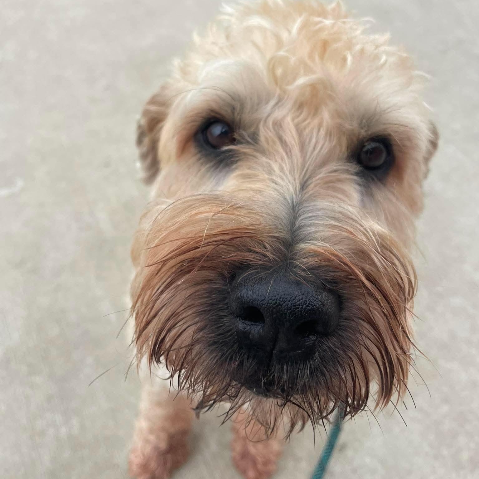 Sugar, ADOPTABLE, Senior Female Wheaten Terrier.