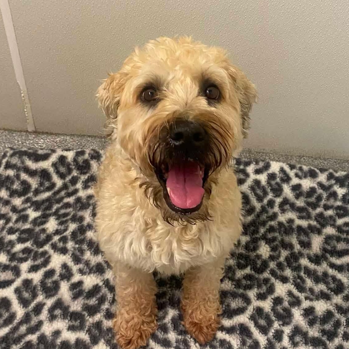 Enlarge Sugar, a ADOPTABLE Wheaten Terrier in Minooka, IL image 3/5