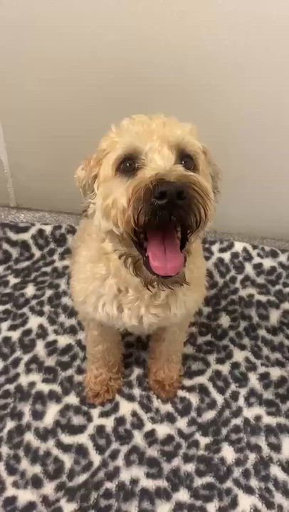Enlarge Sugar, a ADOPTABLE Wheaten Terrier in Minooka, IL video 2/5