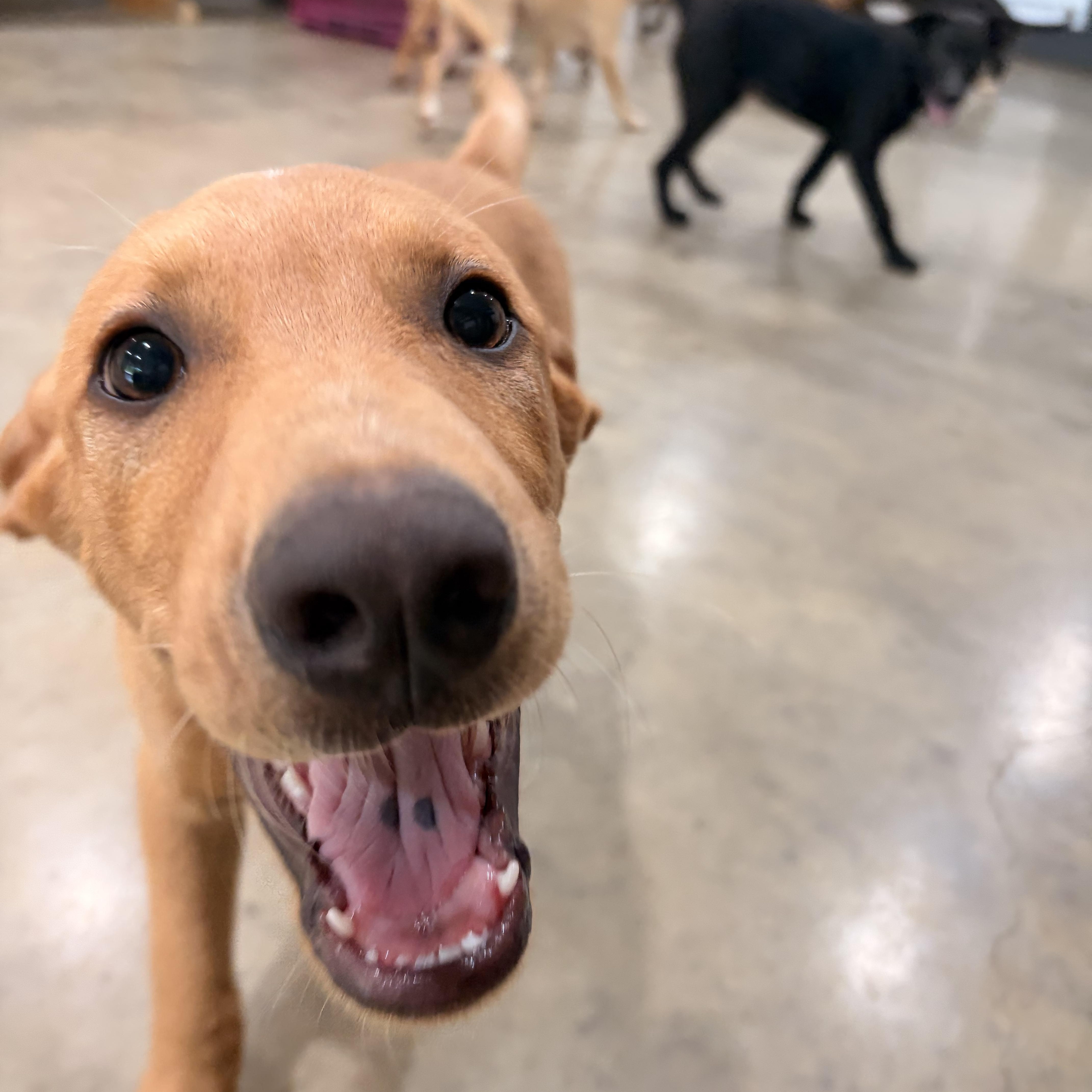 Enlarge Darwin, a ADOPTABLE mixed breed in Melbourne, AR image 2/4