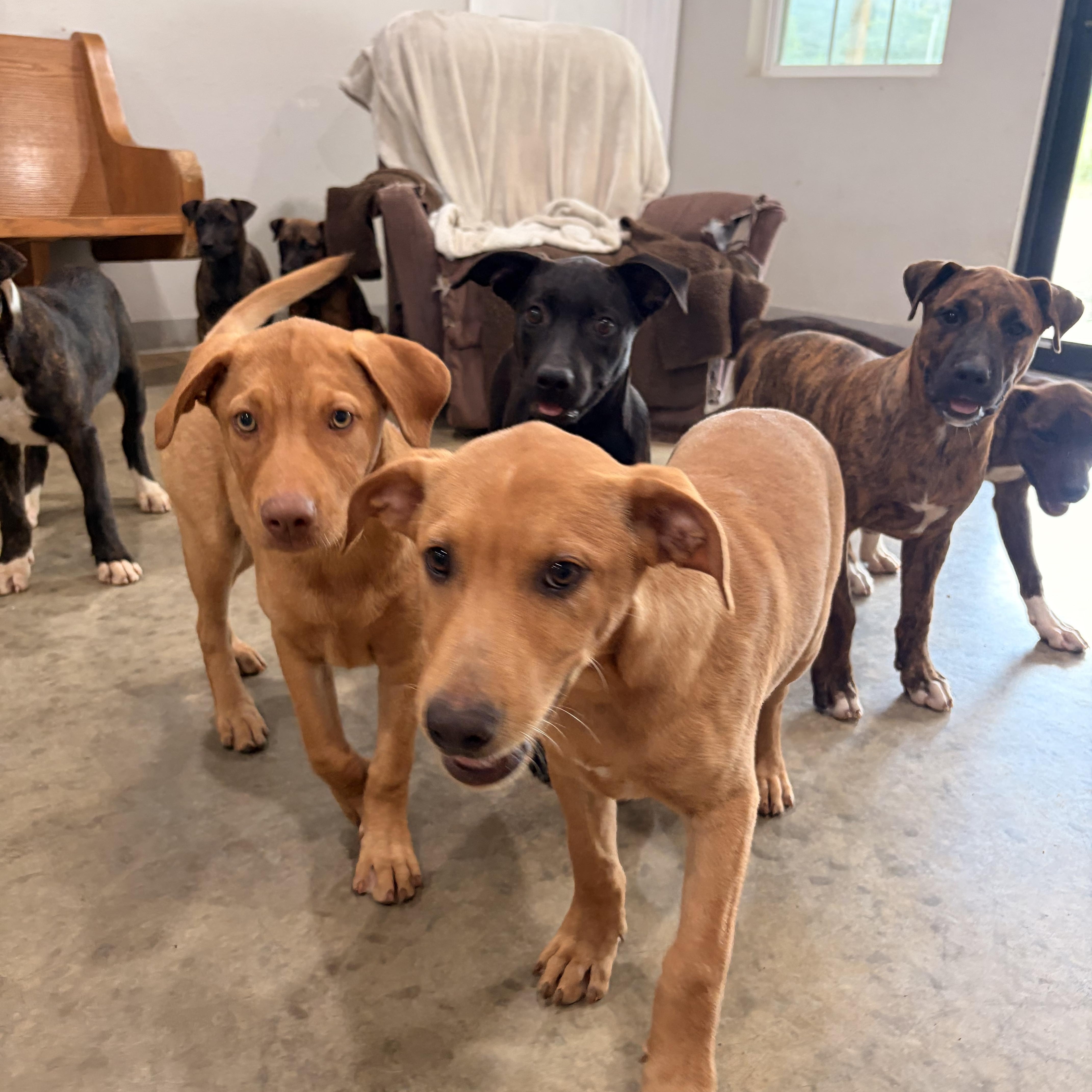 Enlarge Darwin, a ADOPTABLE mixed breed in Melbourne, AR image 3/4