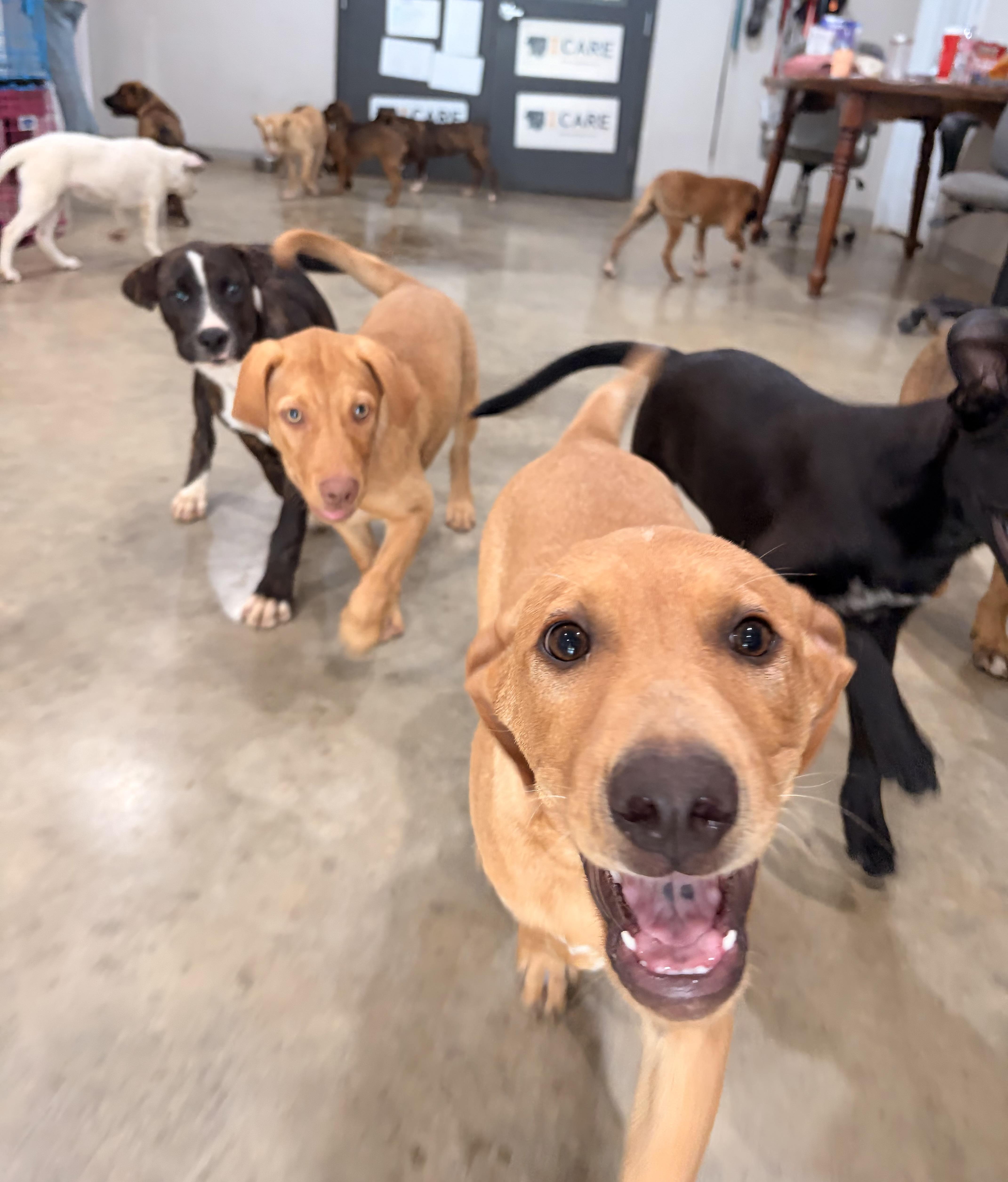 Enlarge Darwin, a ADOPTABLE mixed breed in Melbourne, AR image 4/4