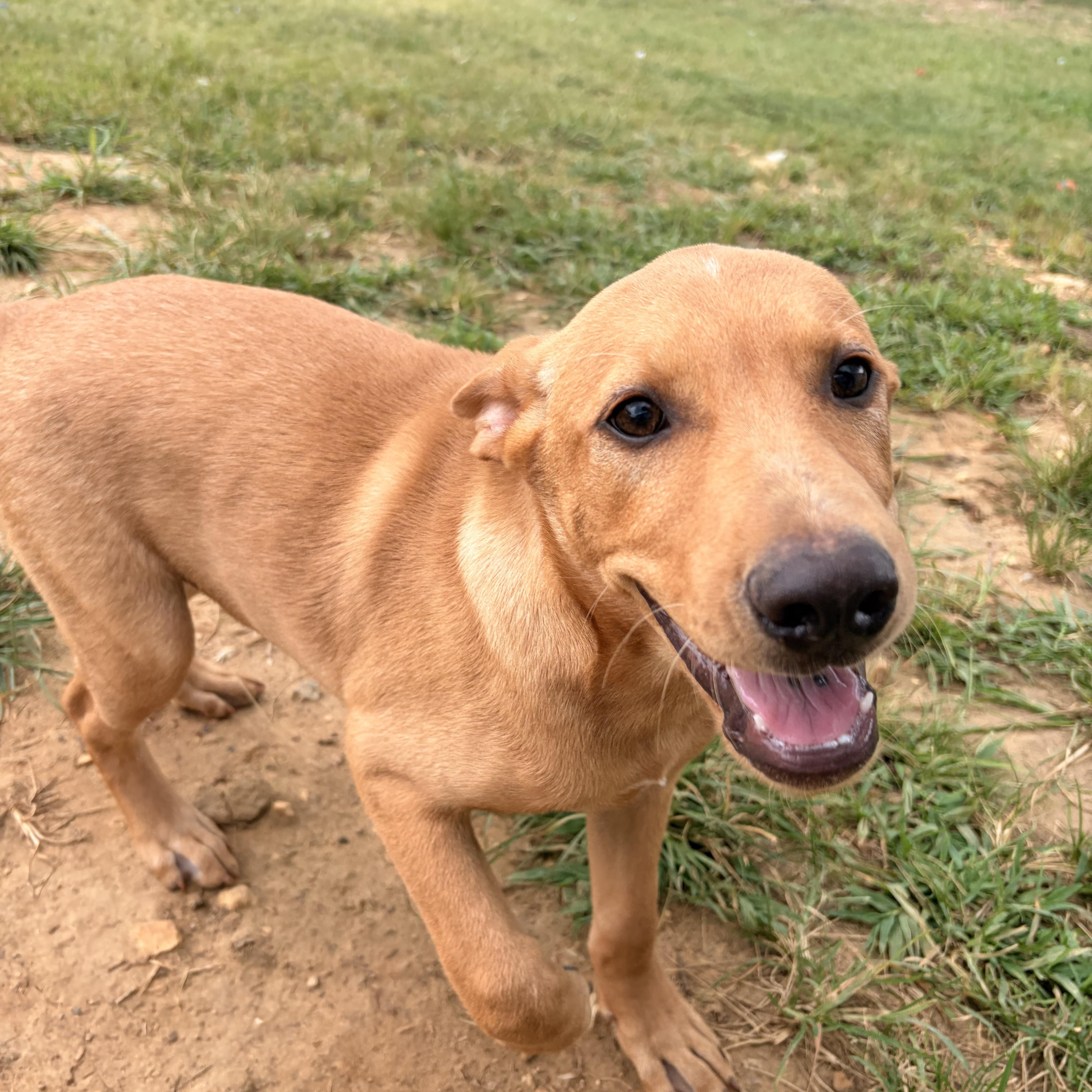 Darwin, ADOPTABLE, Puppy Male Yellow Labrador Retriever.