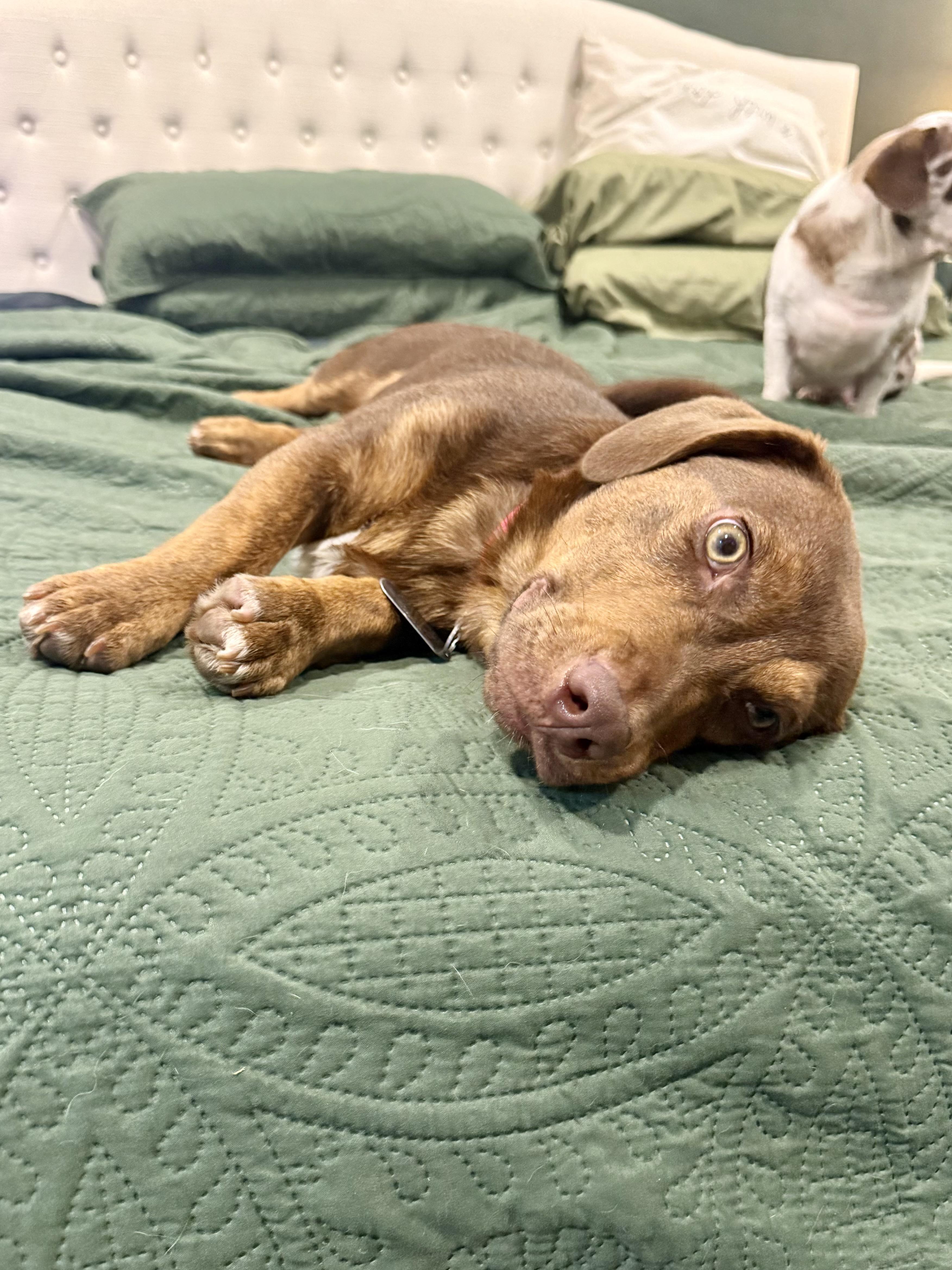 Pollo, a ADOPTABLE mixed breed in New Orleans, LA image 3/5