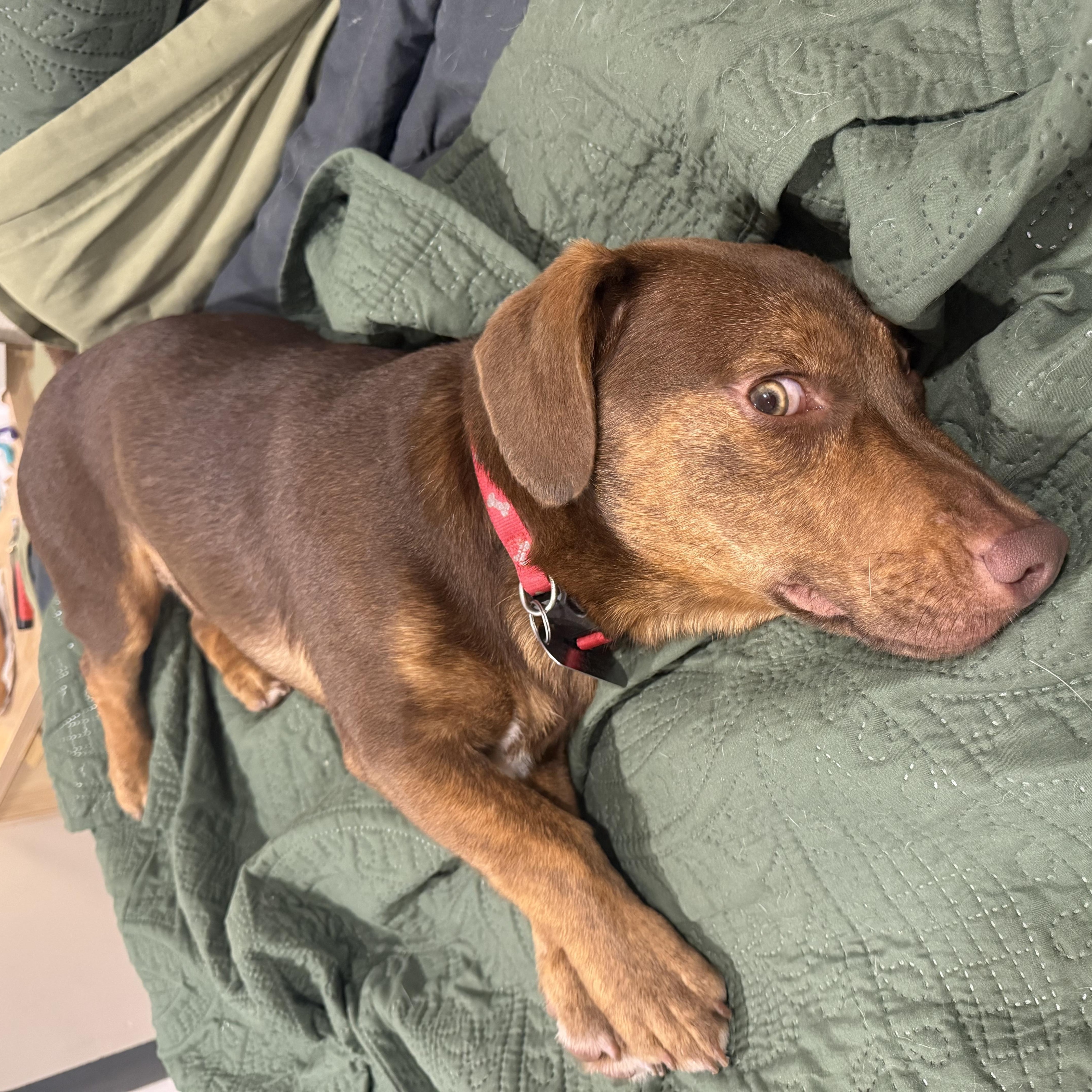 Pollo, a ADOPTABLE mixed breed in New Orleans, LA image 5/5