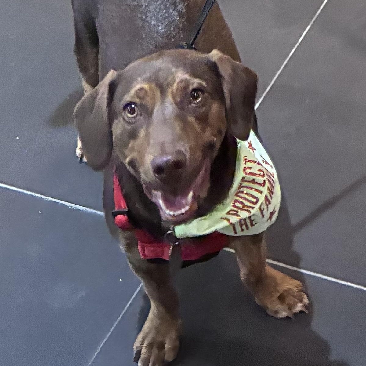 Enlarge Pollo, a Adoptable mixed breed in New Orleans, LA image 1/6