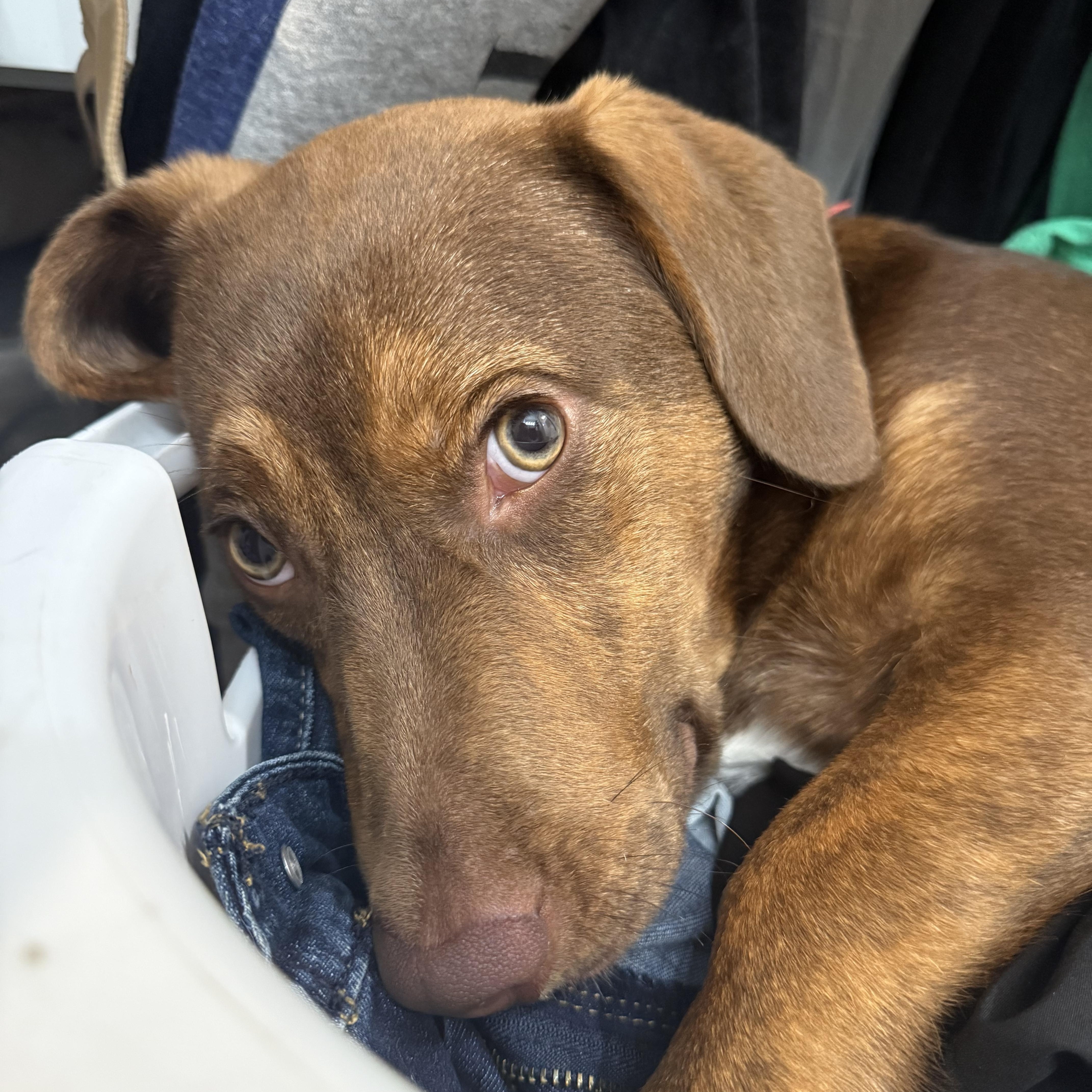 Pollo, ADOPTABLE, Young Male Pomeranian & Pit Bull Terrier.
