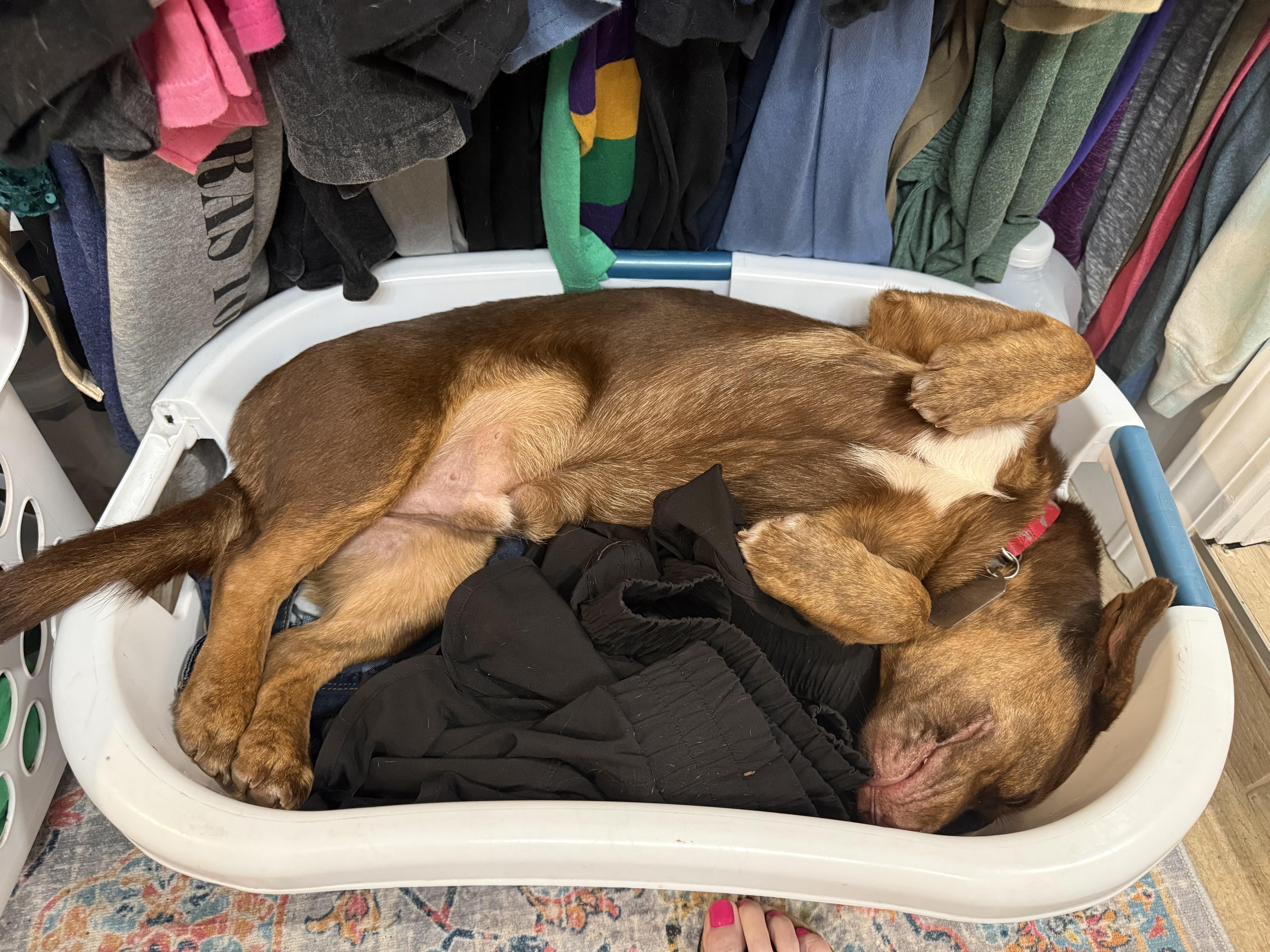 Pollo, a ADOPTABLE mixed breed in New Orleans, LA image 2/5