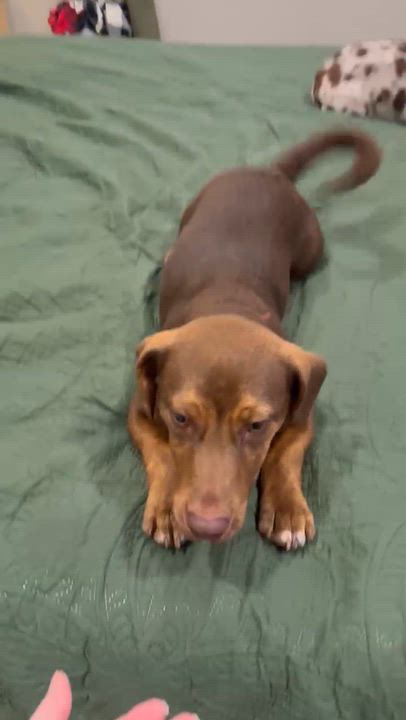 Enlarge Pollo, a Adoptable mixed breed in New Orleans, LA video 4/6
