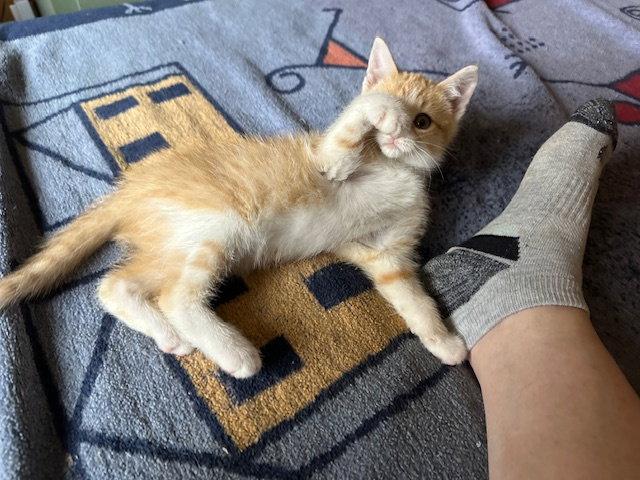 Cheesecake, Adoptable, Young Male American Shorthair.